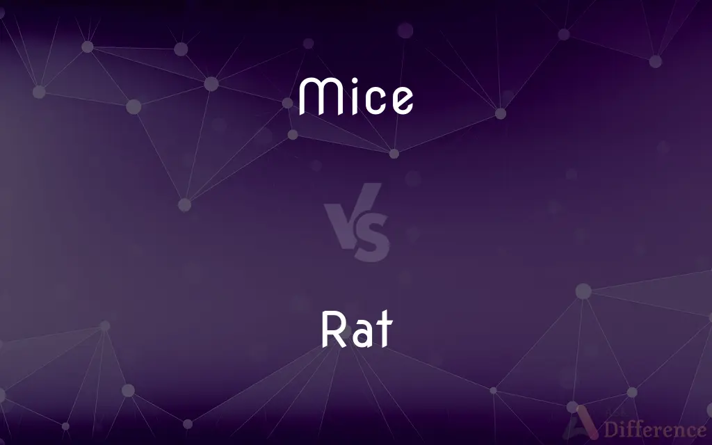 Mice vs. Rat — What's the Difference?