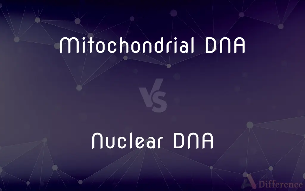 Mitochondrial DNA vs. Nuclear DNA — What's the Difference?