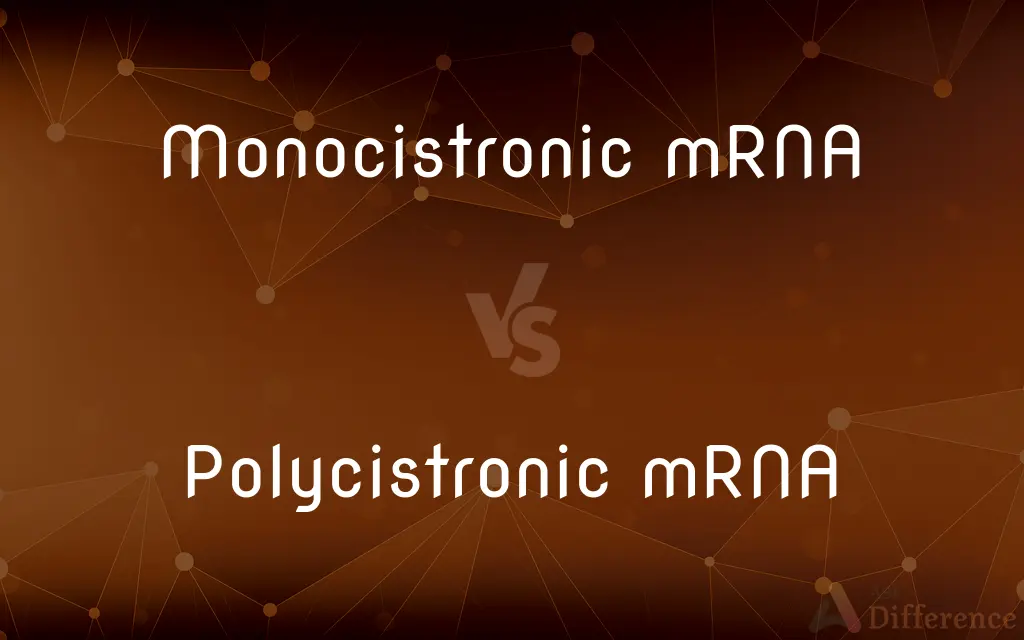 Monocistronic mRNA vs. Polycistronic mRNA — What's the Difference?