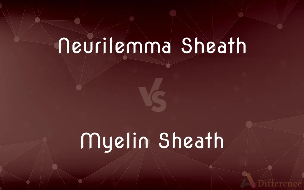 Neurilemma Sheath vs. Myelin Sheath — What's the Difference?