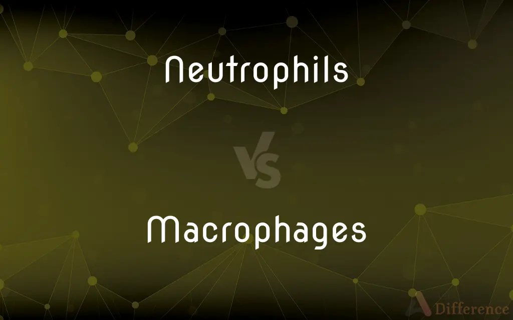 Neutrophils vs. Macrophages — What's the Difference?