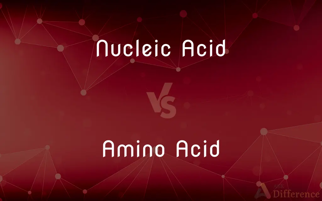 Nucleic Acid vs. Amino Acid — What's the Difference?