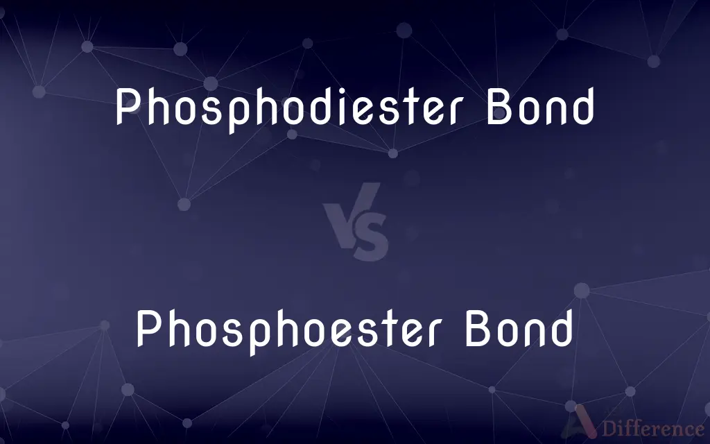 Phosphodiester Bond vs. Phosphoester Bond — What's the Difference?