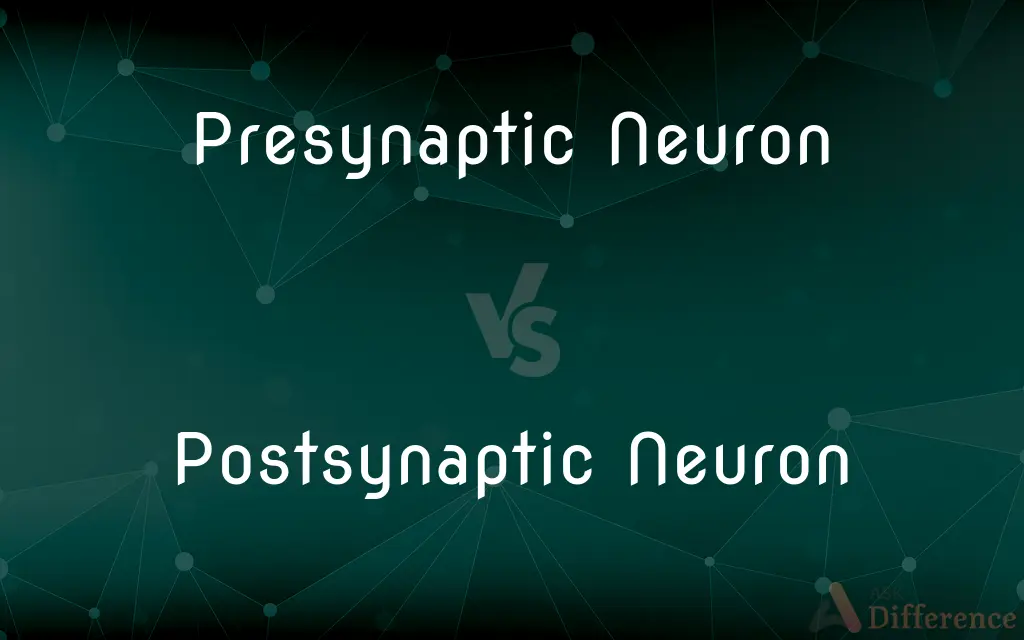 Presynaptic Neuron vs. Postsynaptic Neuron — What's the Difference?