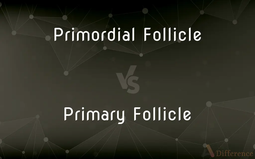 Primordial Follicle vs. Primary Follicle — What's the Difference?