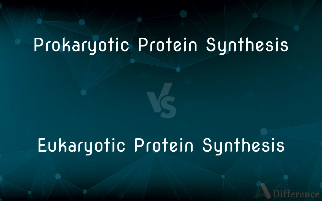 Prokaryotic Protein Synthesis vs. Eukaryotic Protein Synthesis — What's the Difference?