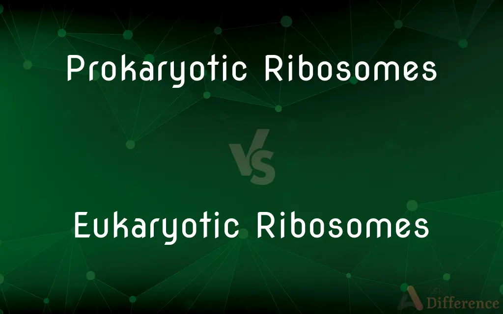 Prokaryotic Ribosomes vs. Eukaryotic Ribosomes — What's the Difference?