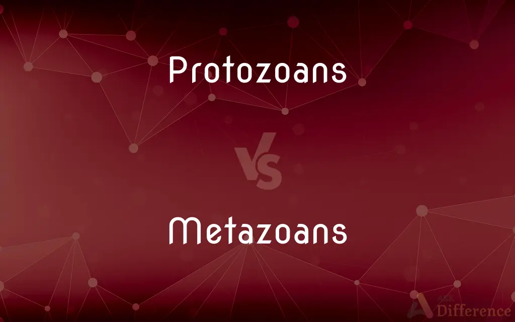 Protozoans vs. Metazoans — What's the Difference?
