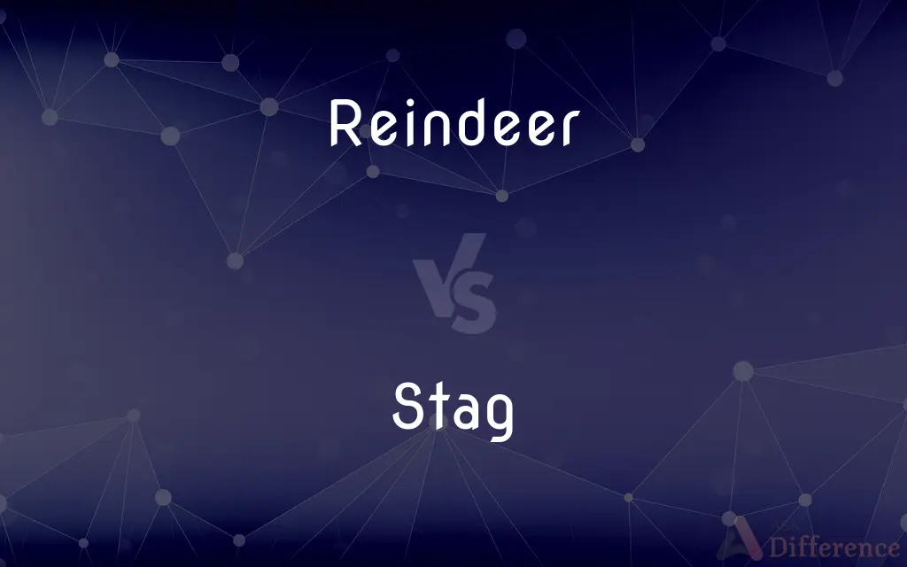 Reindeer vs. Stag — What's the Difference?