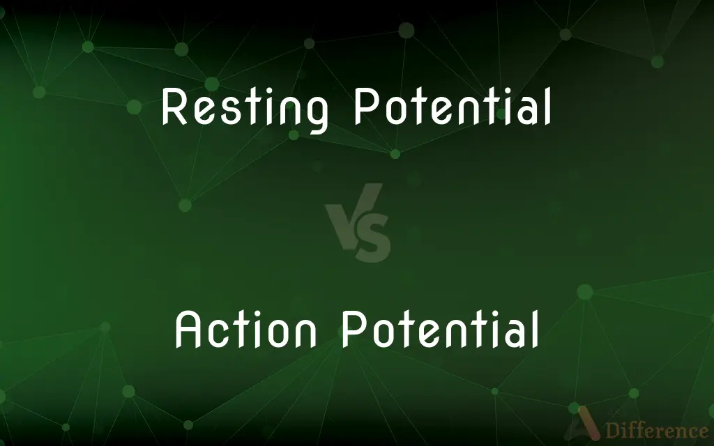 Resting Potential vs. Action Potential — What's the Difference?