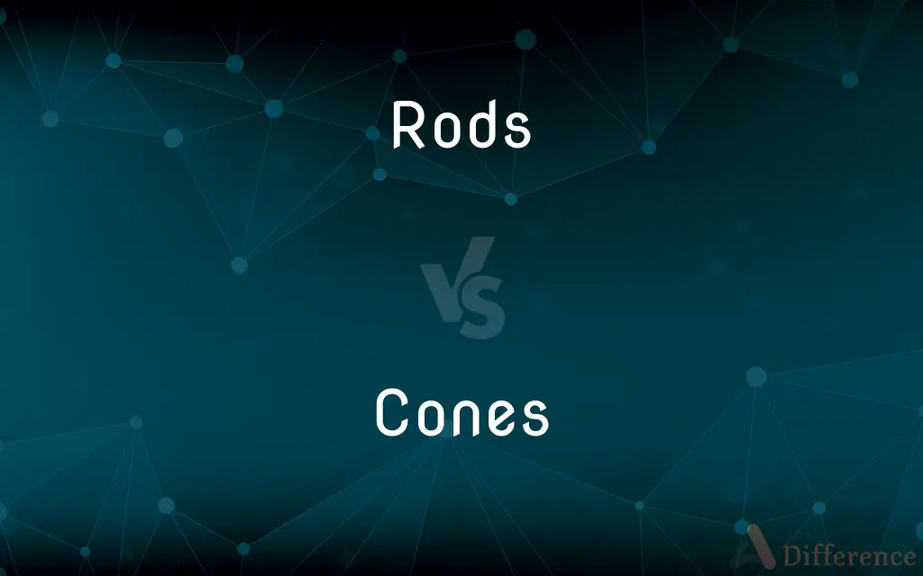 Rods vs. Cones — What's the Difference?