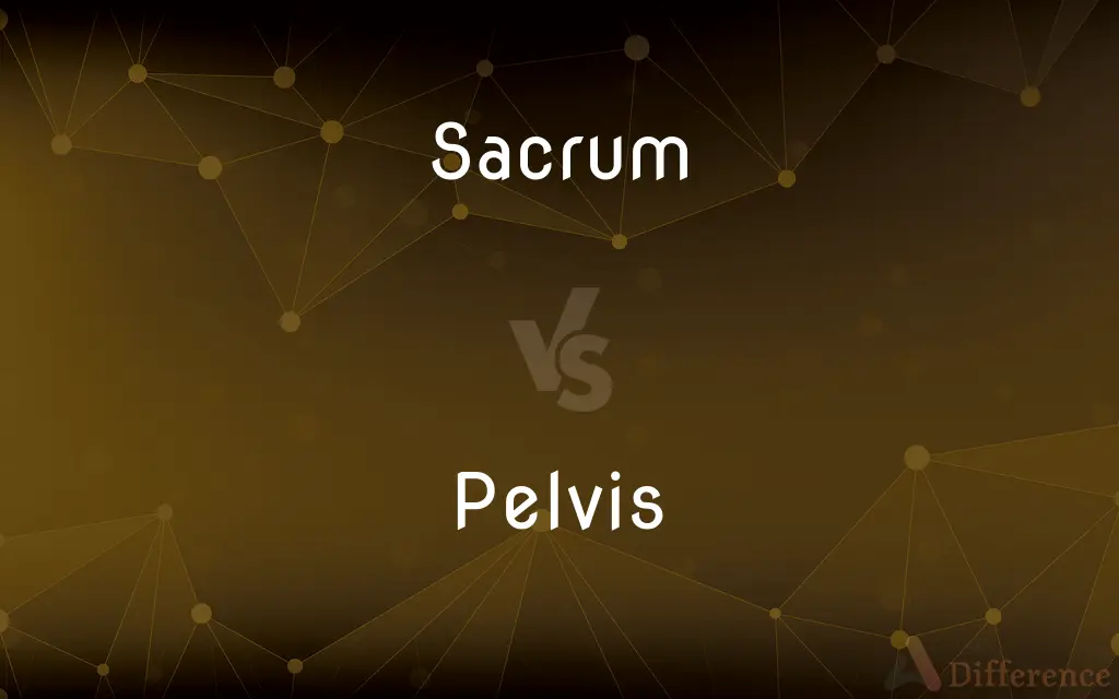 Sacrum vs. Pelvis — What's the Difference?