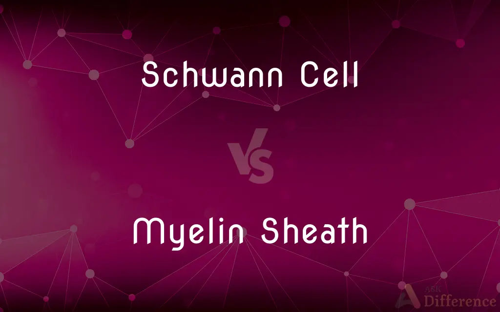 Schwann Cell vs. Myelin Sheath — What's the Difference?