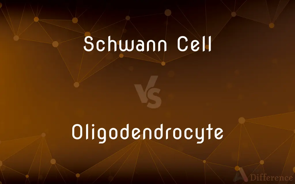 Schwann Cell vs. Oligodendrocyte — What's the Difference?