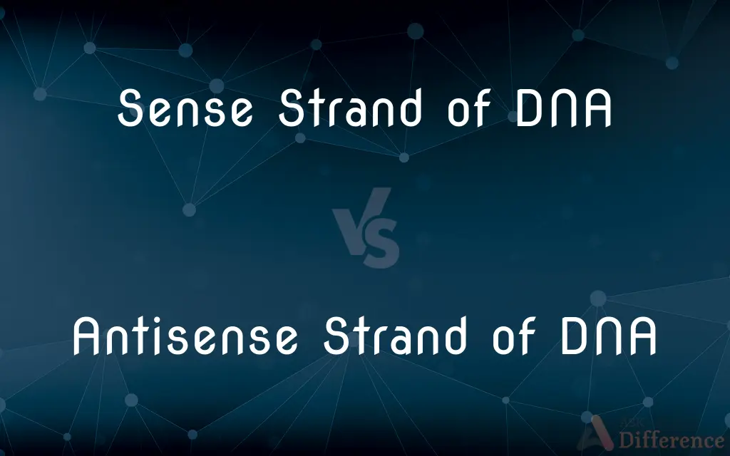 Sense Strand of DNA vs. Antisense Strand of DNA — What's the Difference?