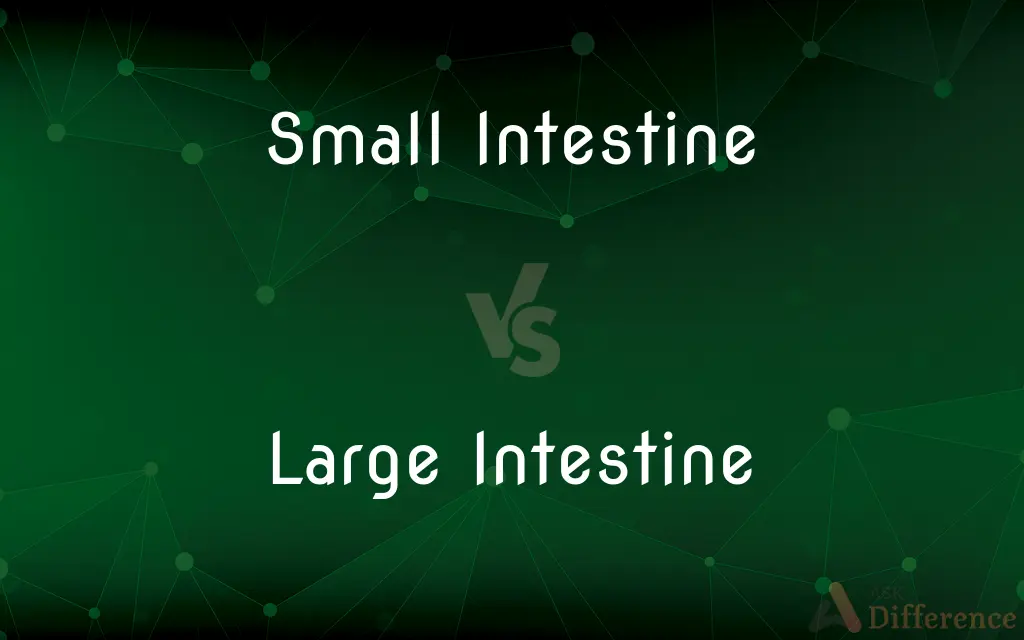 Small Intestine vs. Large Intestine — What's the Difference?