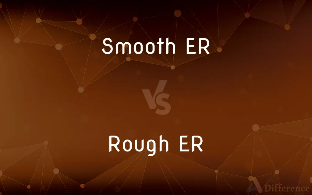 Smooth ER vs. Rough ER — What's the Difference?