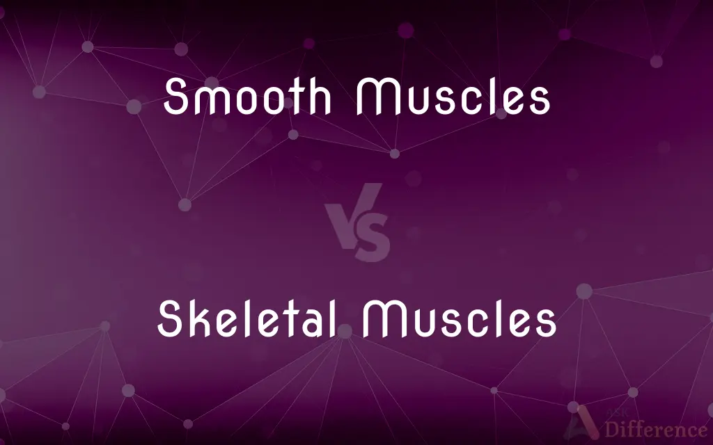 Smooth Muscles vs. Skeletal Muscles — What's the Difference?