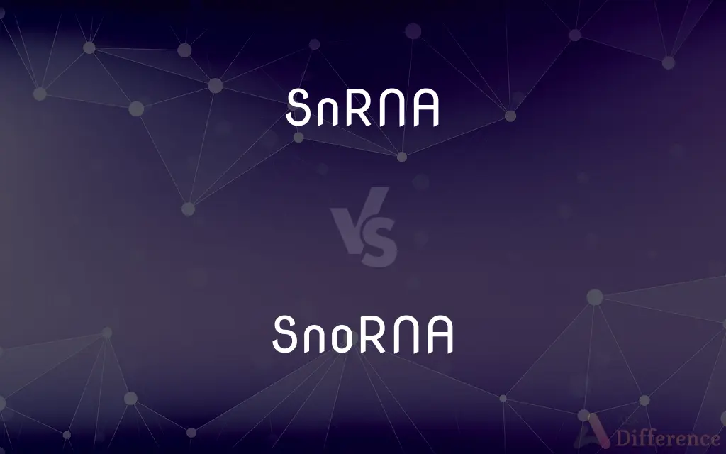 SnRNA vs. SnoRNA — What's the Difference?