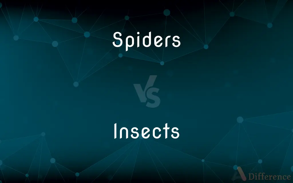 Spiders Vs Insects — Whats The Difference