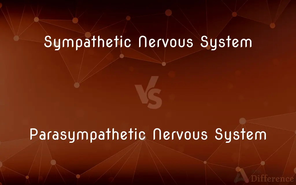 Sympathetic Nervous System vs. Parasympathetic Nervous System — What's the Difference?