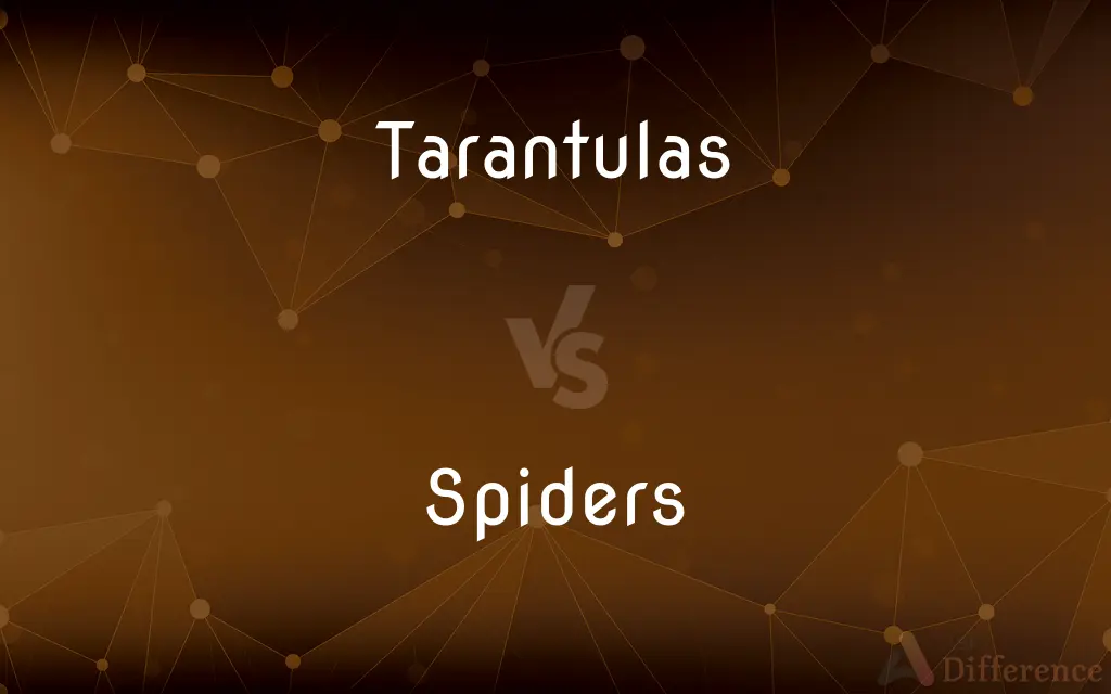 Tarantulas vs. Spiders — What's the Difference?