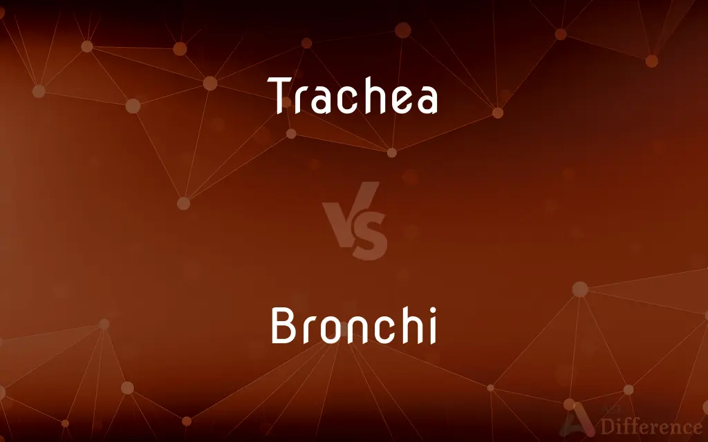 Trachea vs. Bronchi — What's the Difference?