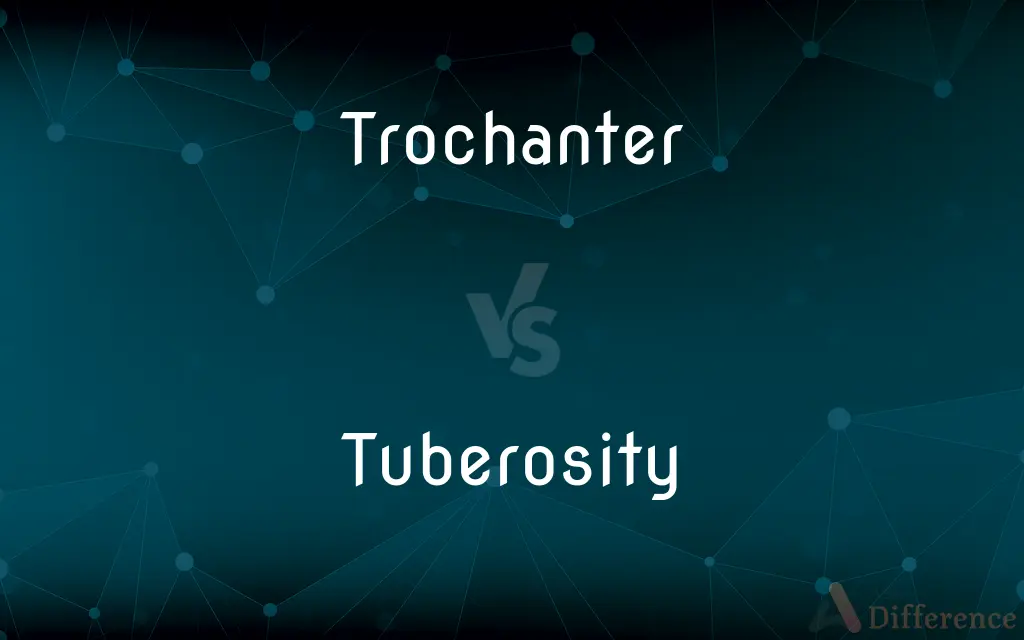 Trochanter vs. Tuberosity — What's the Difference?