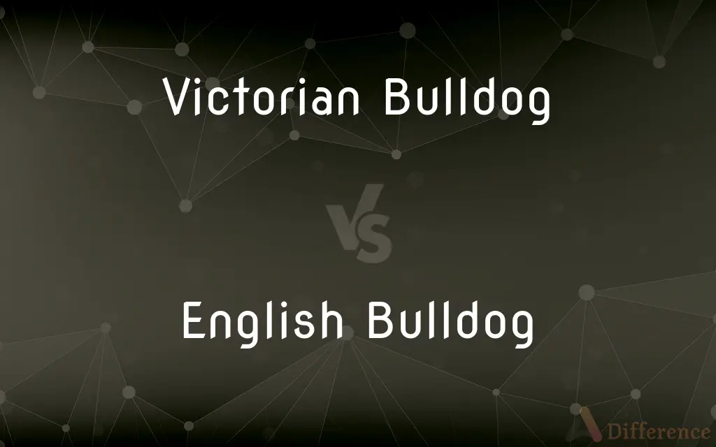 Victorian Bulldog vs. English Bulldog — What's the Difference?