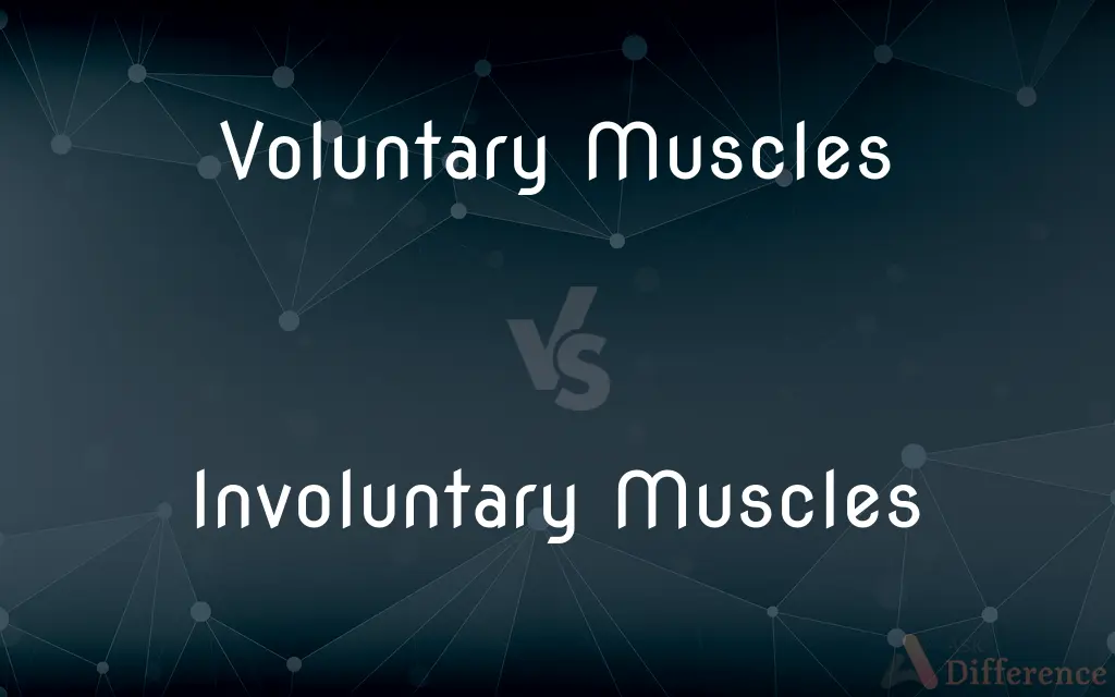 Voluntary Muscles vs. Involuntary Muscles — What's the Difference?